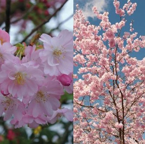 Sakura ACCOLADE "Prunus serulata"